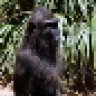 Badly Shaved Monkey