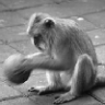 mortimer