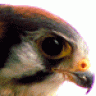 Kestrel