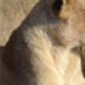 sleepy_lioness