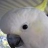 Jonquill