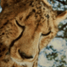 Cheetah