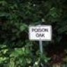 Poison Oak