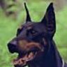 Doberman