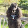 Shadow the Poodle