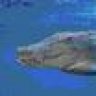 Crocoshark