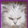 shadron