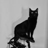 AnimalFriendly