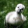 LittleSwan