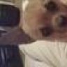 Pauliesonne