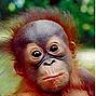 Orangutango