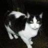 cow_cat