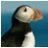 TuftedPuffin