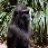 Badly Shaved Monkey