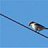 The Shrike