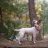 Elind