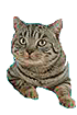 :bigcat